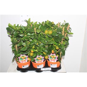 Citr Microcarpa 8+