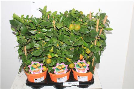 <h4>Citr Microcarpa 8+</h4>
