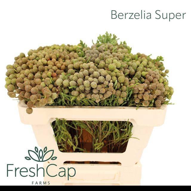 <h4>BERZ ABROTANOIDES</h4>