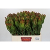 Leucadendron Laurel Yellow