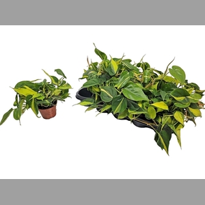 PHIL SCANDENS BRASIL