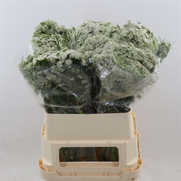 <h4>Ammi Visnaga 'casablanca'</h4>