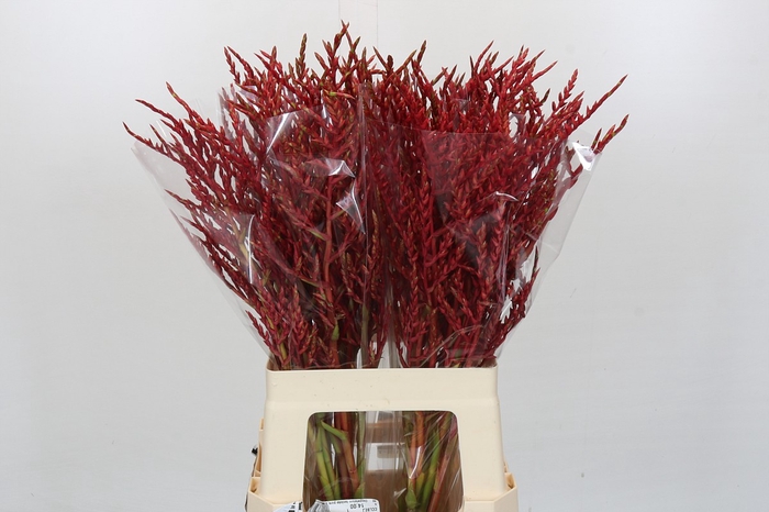 <h4>Bromelia Red Paloma</h4>