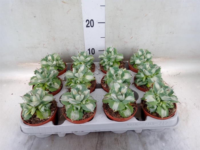 <h4>Agave   ...</h4>