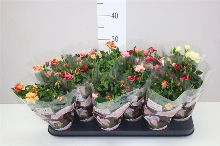 <h4>Rosa Victory Gemengd</h4>