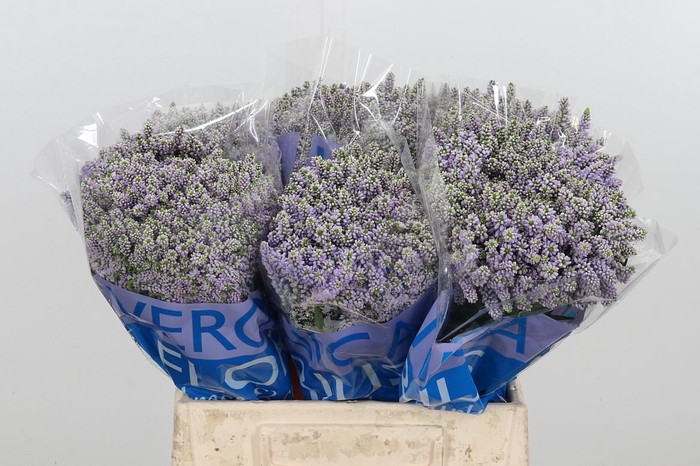 <h4>Veron Smart Splash Spray</h4>