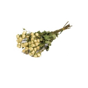 .Roses spray nat.white