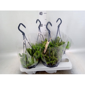 Crassula marnieriana