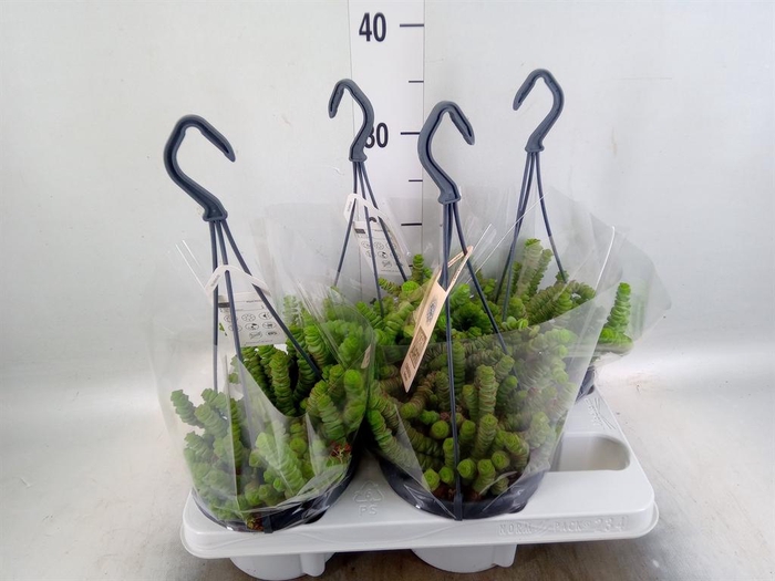<h4>Crassula marnieriana</h4>