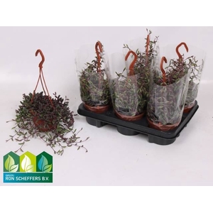 SENEC H PURPLE FLUSH