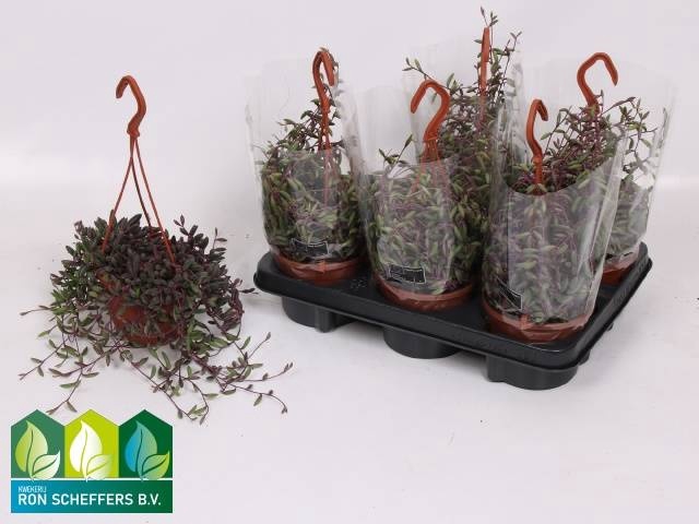 <h4>SENEC H PURPLE FLUSH</h4>
