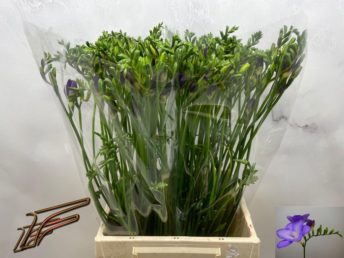 <h4>FR EN MERCURIUS</h4>