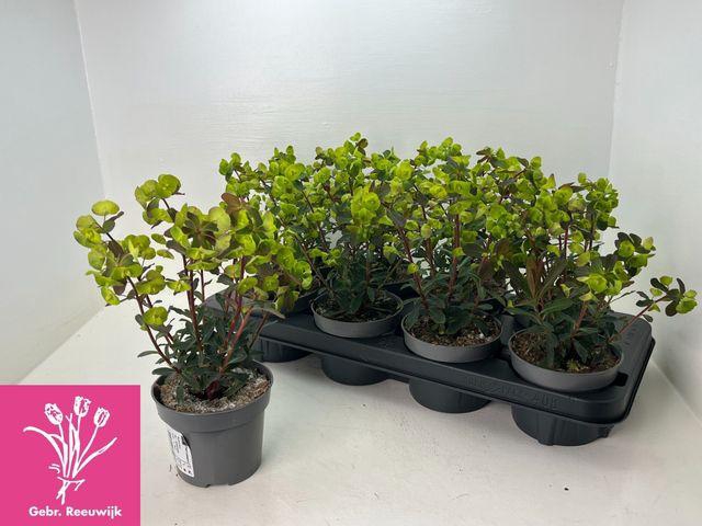 <h4>EUPH AM PURPUREA</h4>