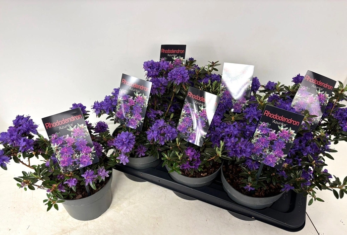 <h4>RHOD LAP AZURIKA</h4>