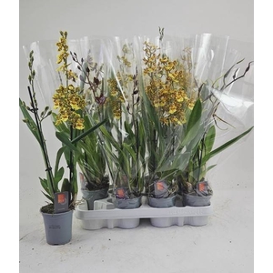 ORCHIDEEEN GEM