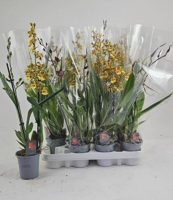 <h4>ORCHIDEEEN GEM</h4>