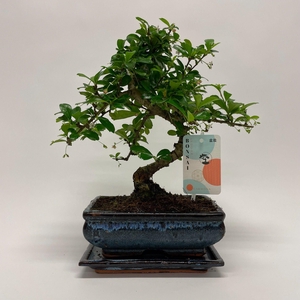 Carmona S-shape Bonsai 'Traditional' 20 cm + Schotel