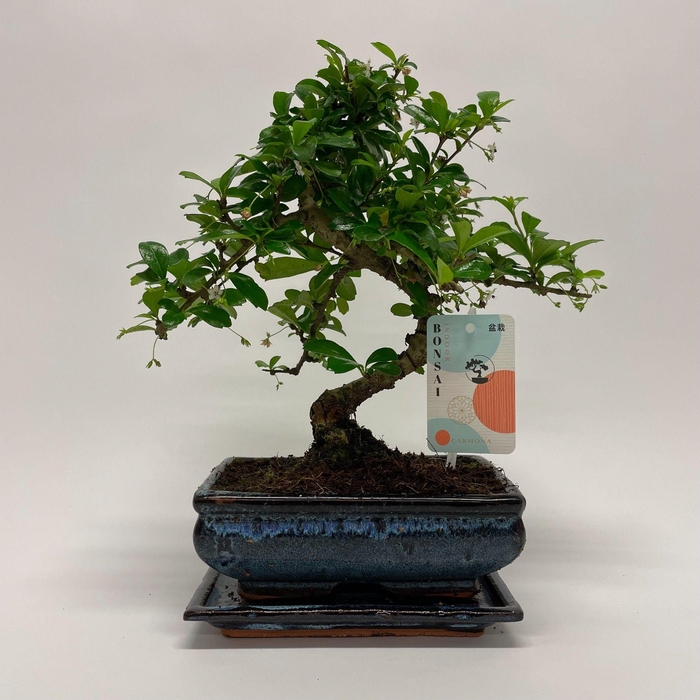 <h4>Carmona S-shape Bonsai 'Traditional' 20 cm + Schotel</h4>