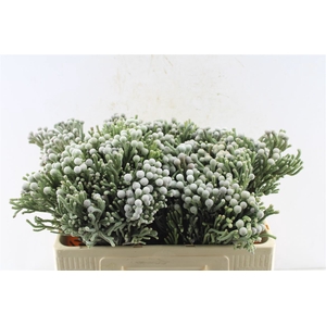 Kaaps Silver Brunia