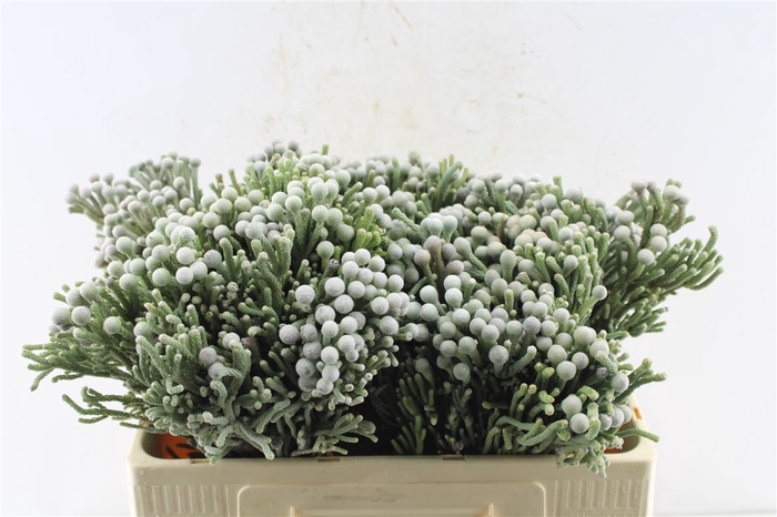 <h4>Kaaps Silver Brunia</h4>