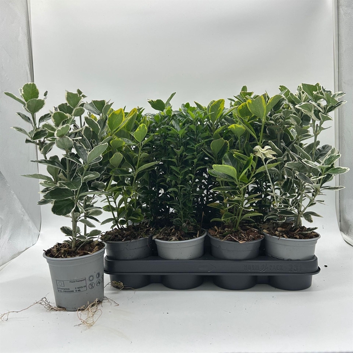 Euonymus japon.   ...mix