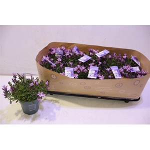 arr8 Camp Portenschlagian