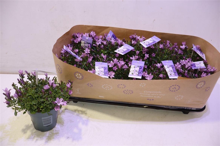 <h4>arr8 Camp Portenschlagian</h4>