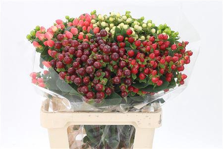 <h4>Hyp Magical Mixed 5 Colors</h4>