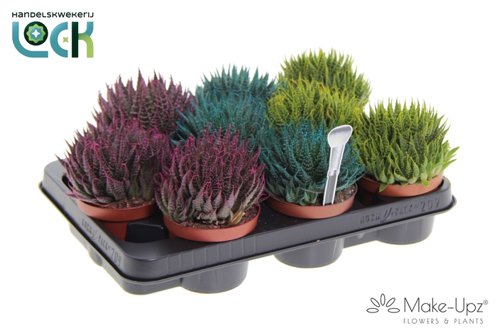 <h4>ALOE ARISTATA</h4>