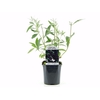 Buddleja Black Knight