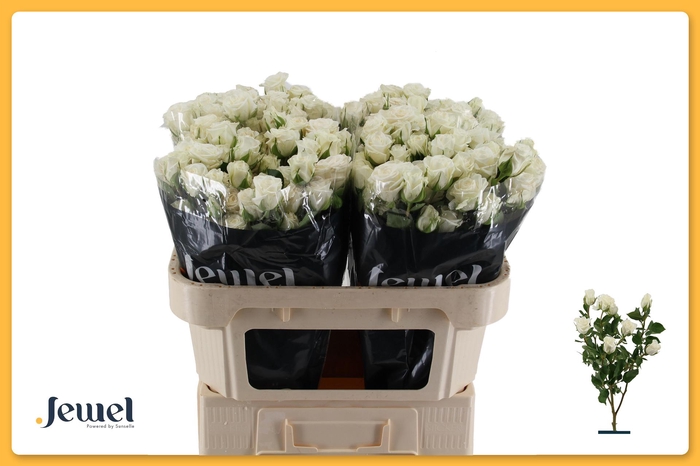 <h4>R TR JALITAH Water</h4>