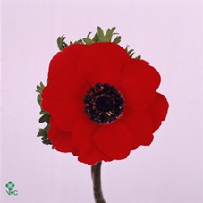 <h4>Anem It Red</h4>