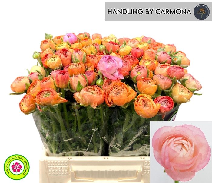 <h4>RAN EL SALMON</h4>