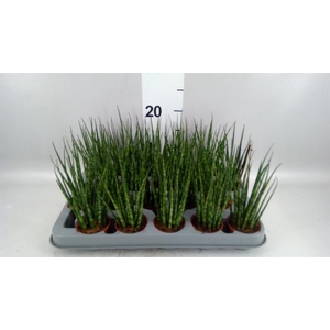 Sansevieria  'Fernwood'