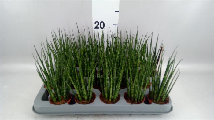 <h4>Sansevieria  'Fernwood'</h4>