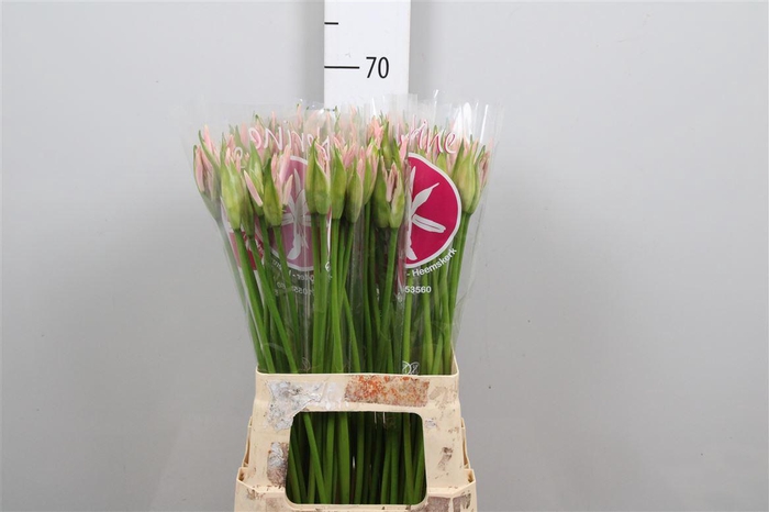 <h4>Ne Bo Sofie</h4>