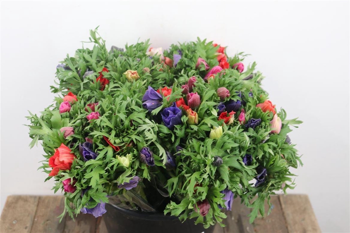 <h4>Anem Marianne Mixed</h4>