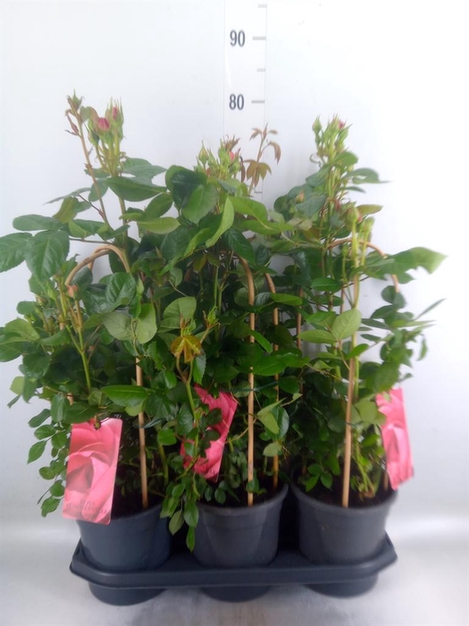 <h4>Rosa   ...</h4>