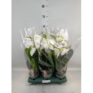Phalaenopsis  'Spirit White'