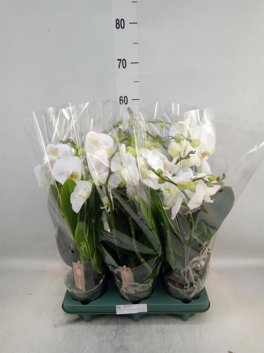 <h4>Phalaenopsis  'Spirit White'</h4>