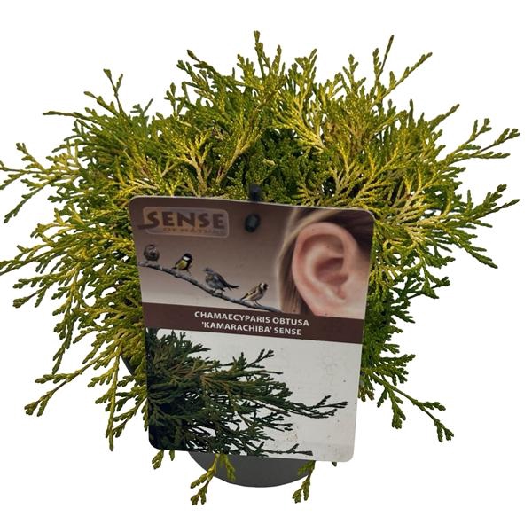 <h4>Chamaecyparis obt. 'Kamarachiba' sense</h4>