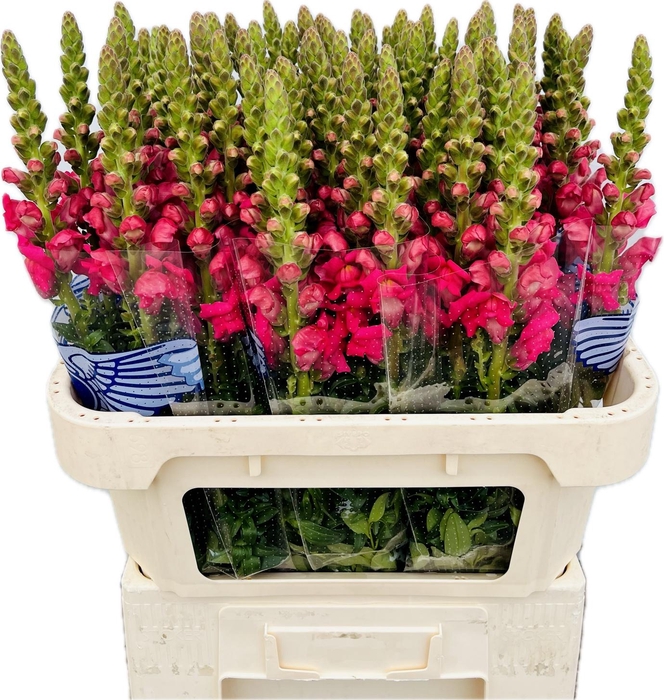 <h4>ANTIR POTO CHER ROSE</h4>