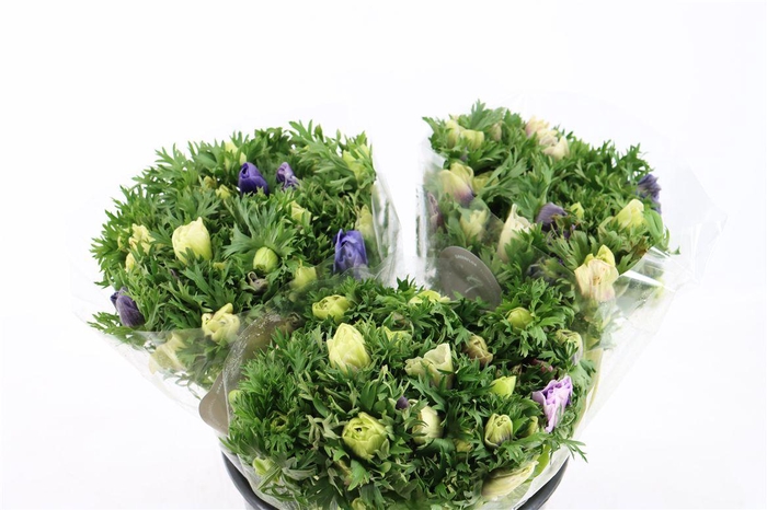 Anem Marianne Pastel