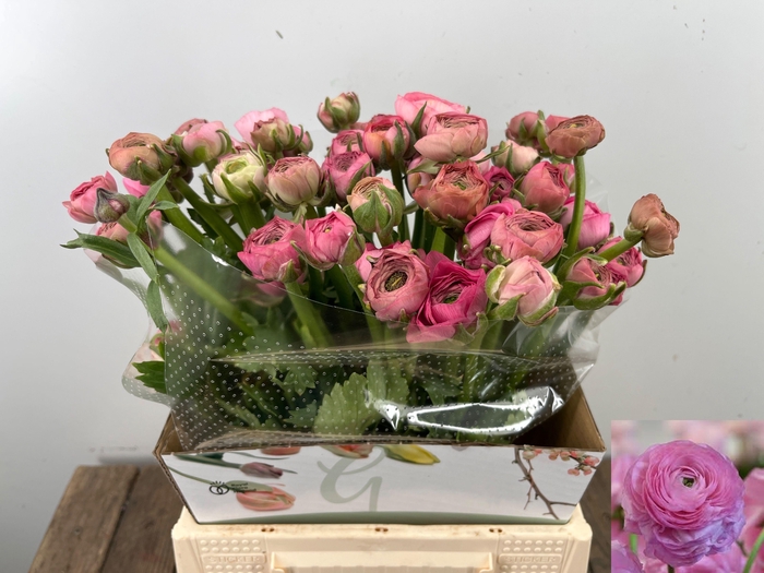 <h4>RAN EL PINK</h4>