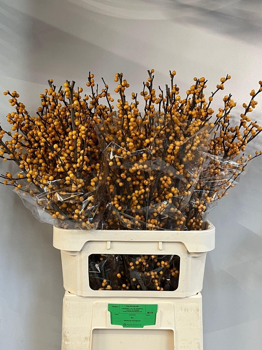 <h4>ILEX VE GOLD VERBOOM</h4>