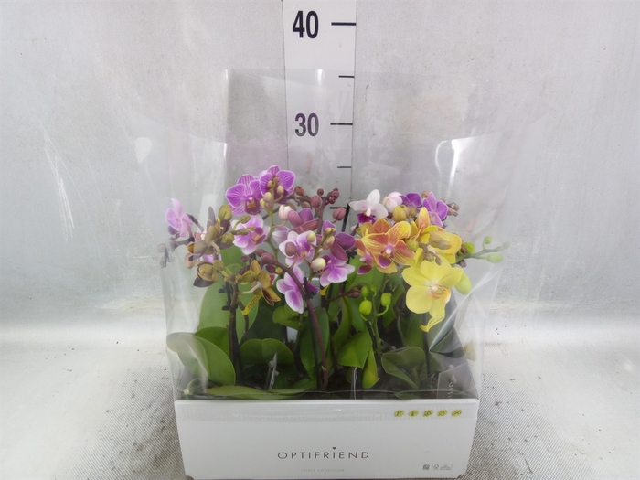 Phalaenopsis multi.   ...mix  5