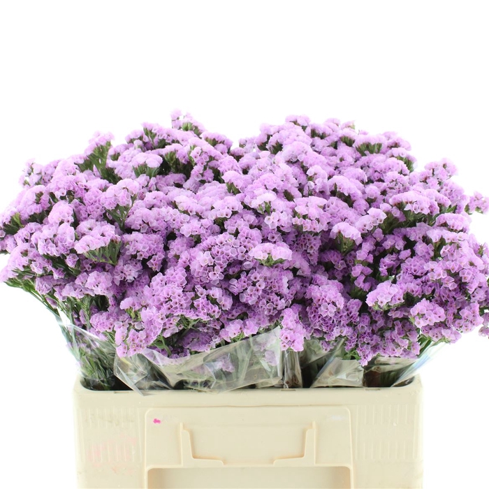 <h4>Limonium St Pink Birds</h4>
