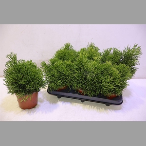 Rhipsalis Ov