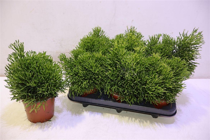 Rhipsalis Ov