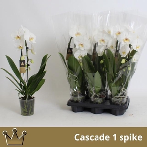 PHAL EL CASCADE